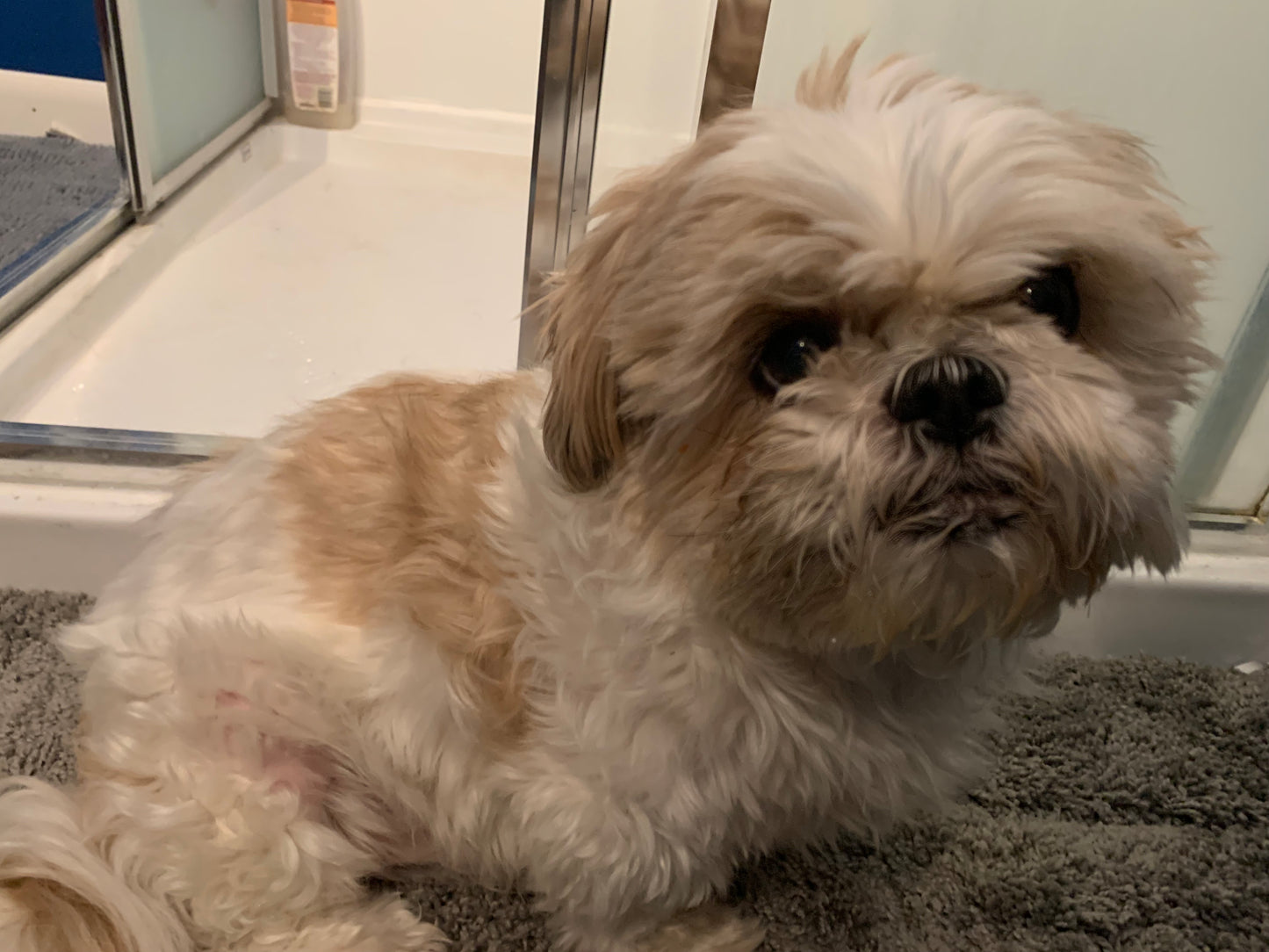 Shih Tzu Finnegan Sticker