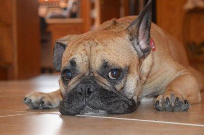 French Bulldog Yoda Sticker