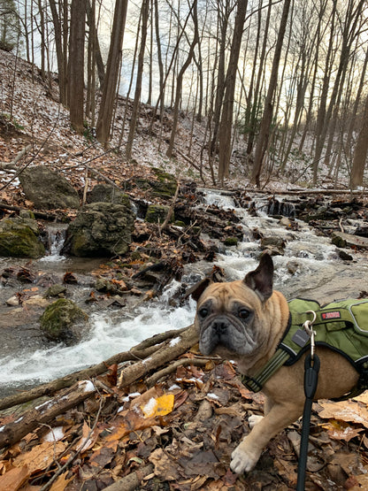 French Bulldog in Paris Sticker